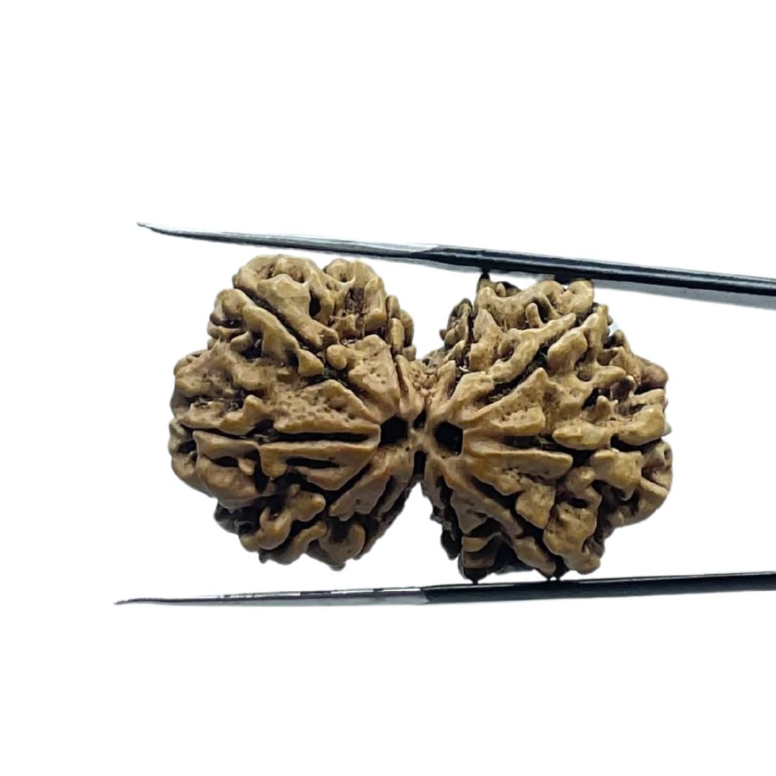 Gaurishankar Nepal Rudraksha (33.90 Mm) 1 Gaurishankar Nepal Rudraksha (33.90 Mm)