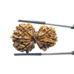 Gaurishankar Nepal Rudraksha (33.98 MM)