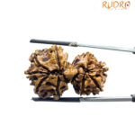 Gaurishankar Nepal Rudraksha (33.98 MM)
