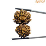 Gaurishankar Nepal Rudraksha (33.98 MM)