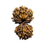 Gaurishankar Nepal Rudraksha (33.98 MM)