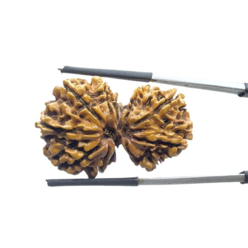 Gaurishankar Nepal Rudraksha (33.98 MM)