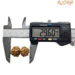 Gaurishankar Rudraksha Nepal (29.60 Mm)