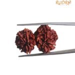 Gaurishankar Rudraksha Nepal (29.75 MM)
