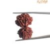 Gaurishankar Rudraksha Nepal (29.75 Mm)