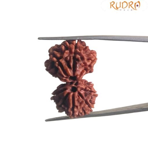 Gaurishankar Rudraksha Nepal (29.75 Mm)