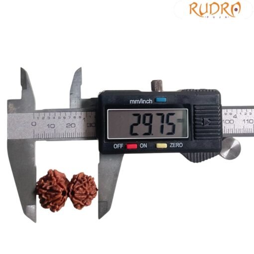 Gaurishankar Rudraksha Nepal (29.75 Mm)