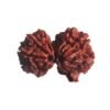 Gaurishankar Rudraksha Nepal (29.75 Mm)
