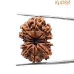 Gaurishankar Rudraksha Nepal (30.45 Mm)