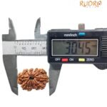 Gaurishankar Rudraksha Nepal (30.45 Mm)