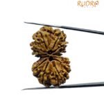 Gaurishankar Rudraksha Nepal (32.70 Mm)
