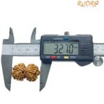 Gaurishankar Rudraksha Nepal (32.70 Mm)