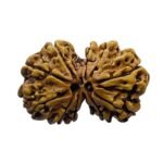 Gaurishankar Rudraksha Nepal (32.70 Mm)