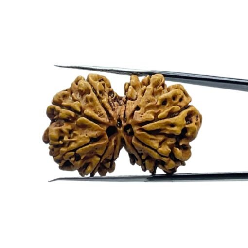 Gaurishankar Rudraksha Nepal (32.70 Mm)