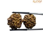 Gaurishankar Rudraksha Nepal (34.20 MM)