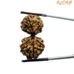 Gaurishankar Rudraksha Nepal (34.20 MM)