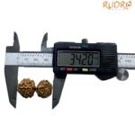 Gaurishankar Rudraksha Nepal (34.20 MM)