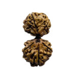 Gaurishankar Rudraksha Nepal (34.20 MM)