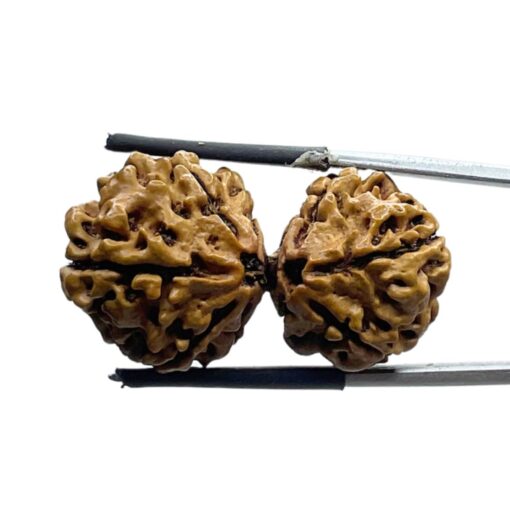 Gaurishankar Rudraksha Nepal (34.20 MM)