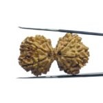 Gaurishankar Rudraksha Nepal (35.00 MM)
