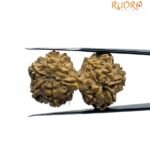 Gaurishankar Rudraksha Nepal (35.00 MM)