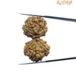 Gaurishankar Rudraksha Nepal (35.00 Mm)