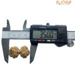 Gaurishankar Rudraksha Nepal (35.00 Mm)