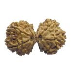 Gaurishankar Rudraksha Nepal (35.00 Mm)