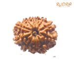 Gyarah-Mukhi-Rudraksha-11-Mukhi-Rudraksha-Nepal-22.36-mm-FP-C.jpg March 4, 2025 283 KB