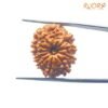 Gyarah-Mukhi-Rudraksha-11-Mukhi-Rudraksha-Nepal-22.36-Mm-Sp-C.jpg March 4, 2025 79 Kb