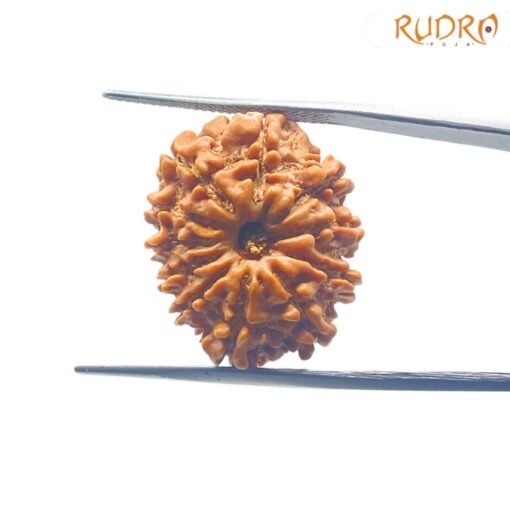 Gyarah-Mukhi-Rudraksha-11-Mukhi-Rudraksha-Nepal-22.36-mm-SP-C.jpg March 4, 2025 79 KB