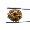 Gyarah Mukhi Rudraksha - (22.60 MM)