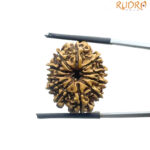 Gyarah Mukhi Rudraksha - (22.60 MM)