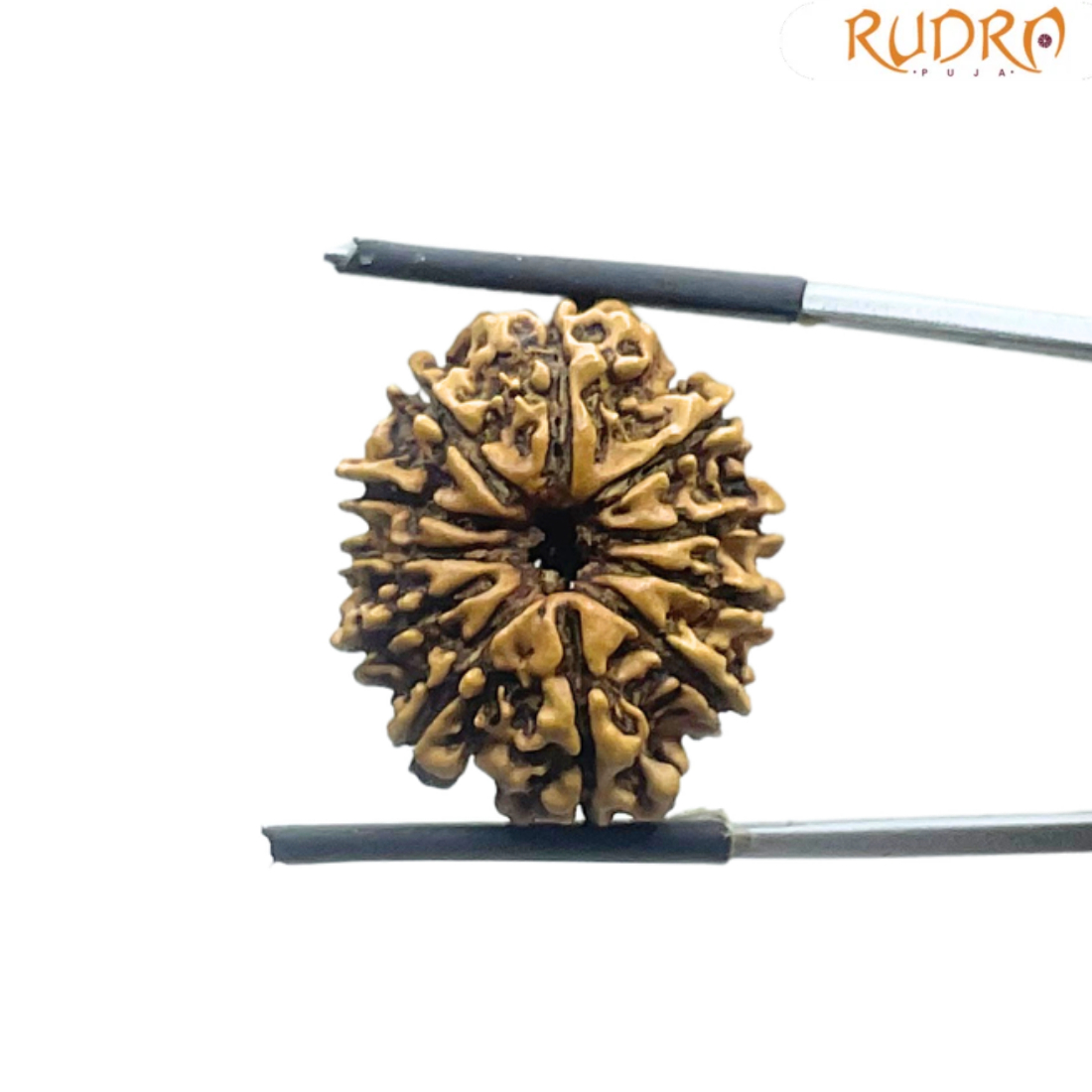 Gyarah Mukhi Rudraksha - (22.60 MM)