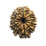 Gyarah Mukhi Rudraksha - (22.60 MM)