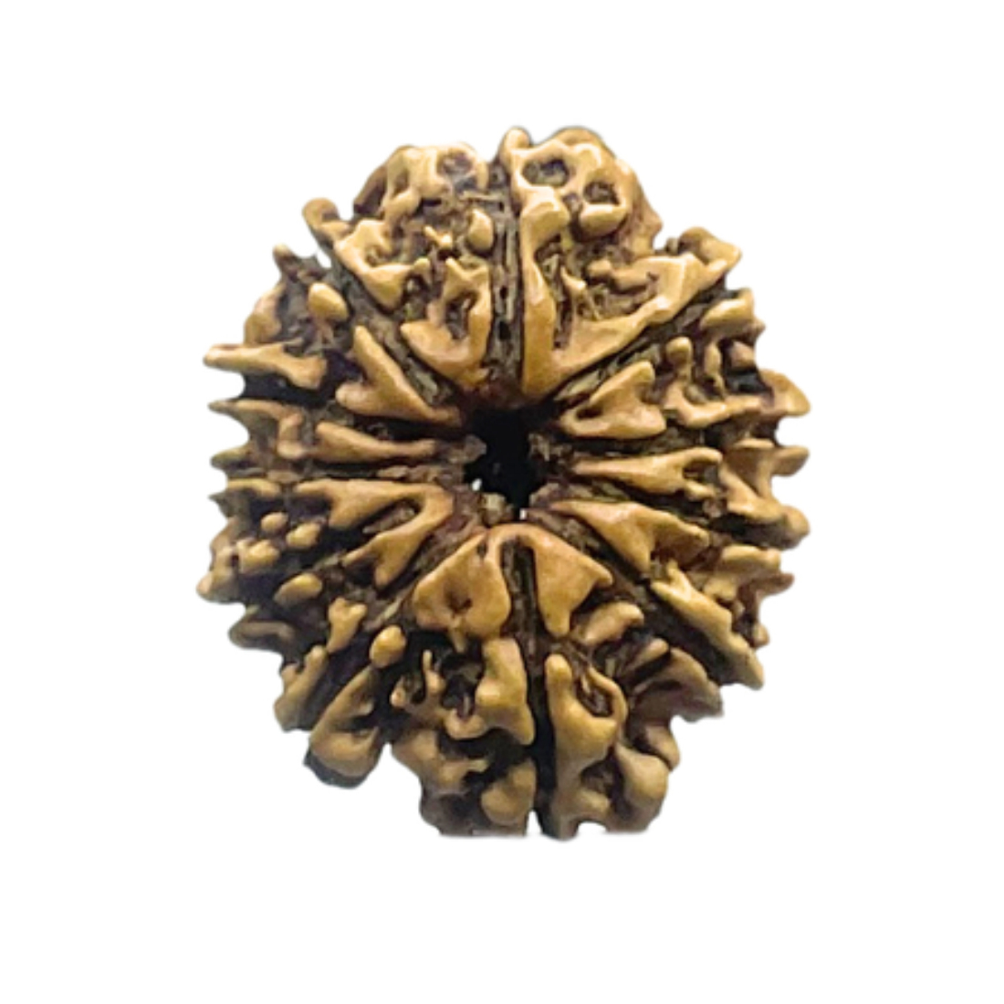 Gyarah Mukhi Rudraksha - (22.60 MM)