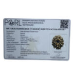 Gyarah Mukhi Rudraksha - (22.60 MM)