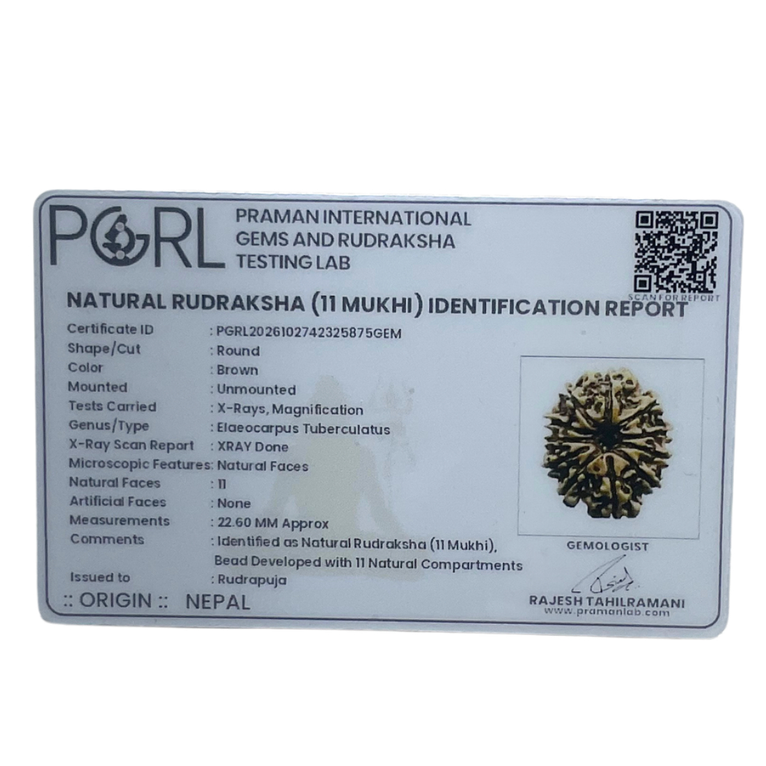Gyarah Mukhi Rudraksha - (22.60 MM)