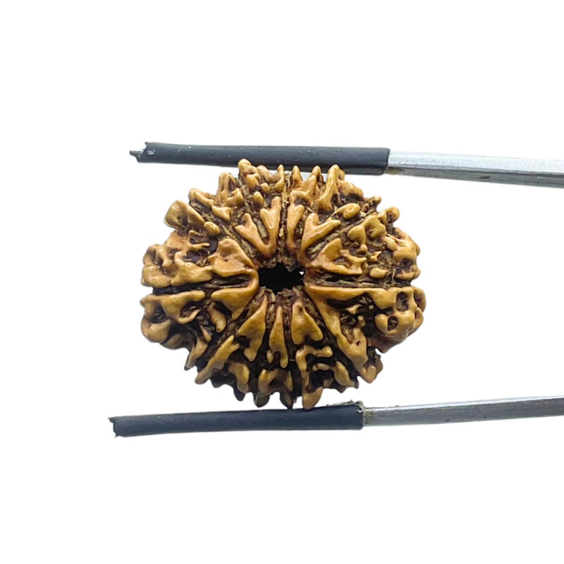 Gyarah Mukhi Rudraksha - (22.60 MM)