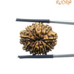 Gyarah Mukhi Rudraksha - (22.60 MM)