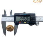 Gyarah Mukhi Rudraksha - (22.60 MM)