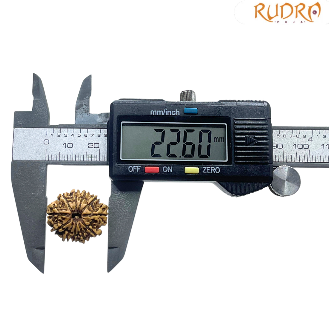 Gyarah Mukhi Rudraksha - (22.60 MM)