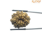 Gyarah Mukhi Rudraksha Nepal - (26.22 MM)