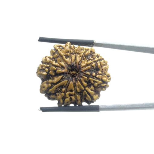 Gyarah Mukhi Rudraksha Nepal - (26.22 MM)