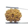 Gyarah Mukhi Rudraksha Nepal - (26.65 Mm) 32 Gyarah Mukhi Rudraksha Nepal - (26.65 Mm)