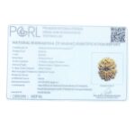 Gyarah Mukhi Rudraksha Nepal - (26.65 MM)