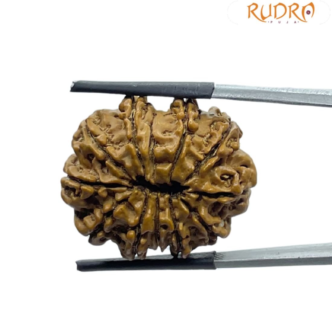 Gyarah Mukhi Rudraksha Nepal - (26.65 Mm) 2 Gyarah Mukhi Rudraksha Nepal - (26.65 Mm)