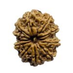 Gyarah Mukhi Rudraksha Nepal - (26.65 Mm) 7 Gyarah Mukhi Rudraksha Nepal - (26.65 Mm)