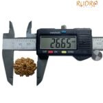 Gyarah Mukhi Rudraksha Nepal - (26.65 Mm) 8 Gyarah Mukhi Rudraksha Nepal - (26.65 Mm)