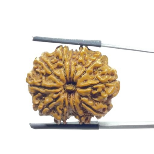 Gyarah Mukhi Rudraksha Nepal - (26.65 Mm)